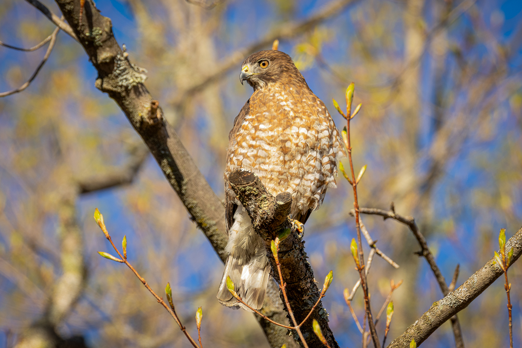 A hawk with speckled brown-and-white feathers perched on a mossy tree branch, surrounded by budding twigs.